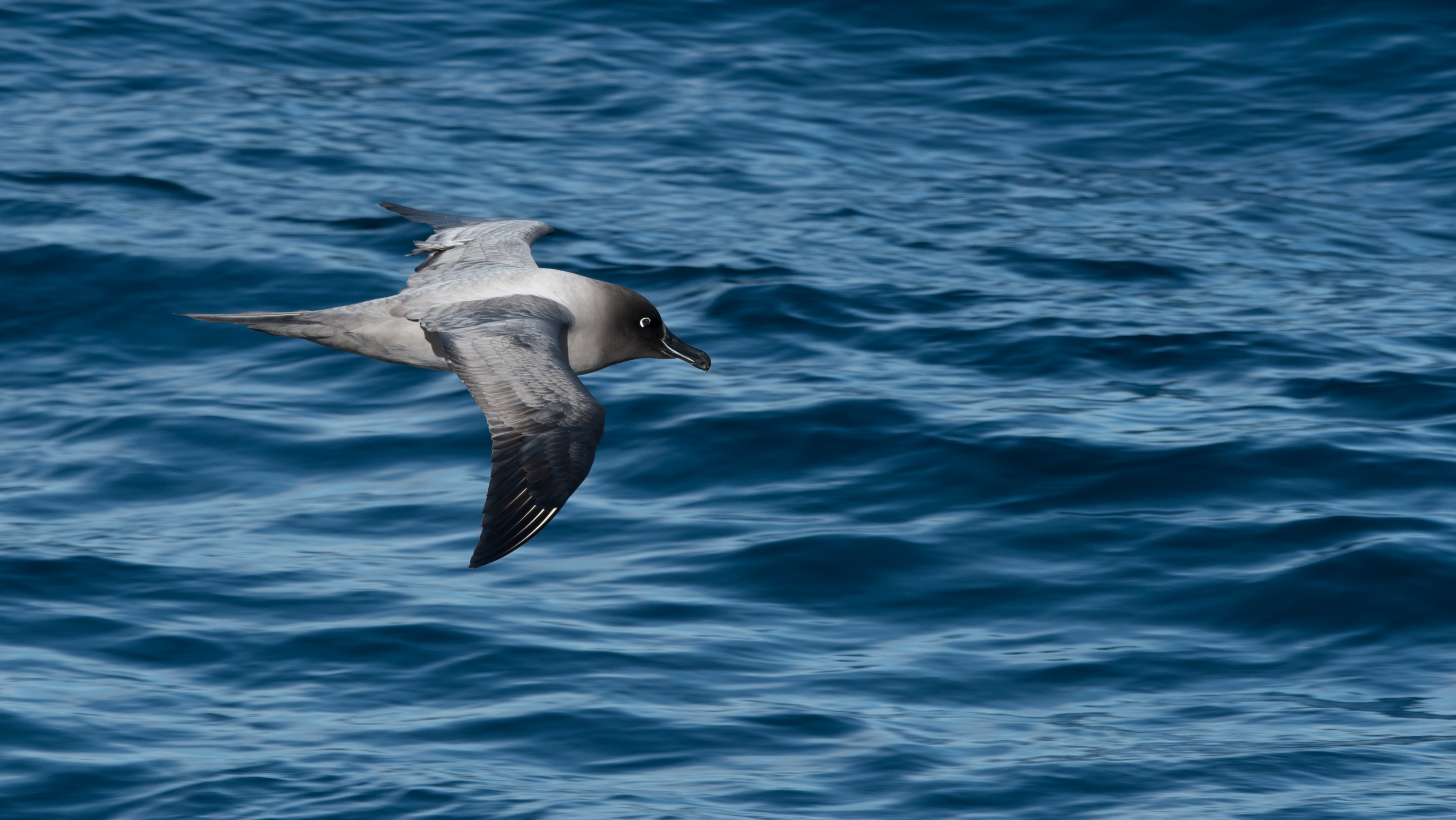 Albatros fuligineux à dos clair