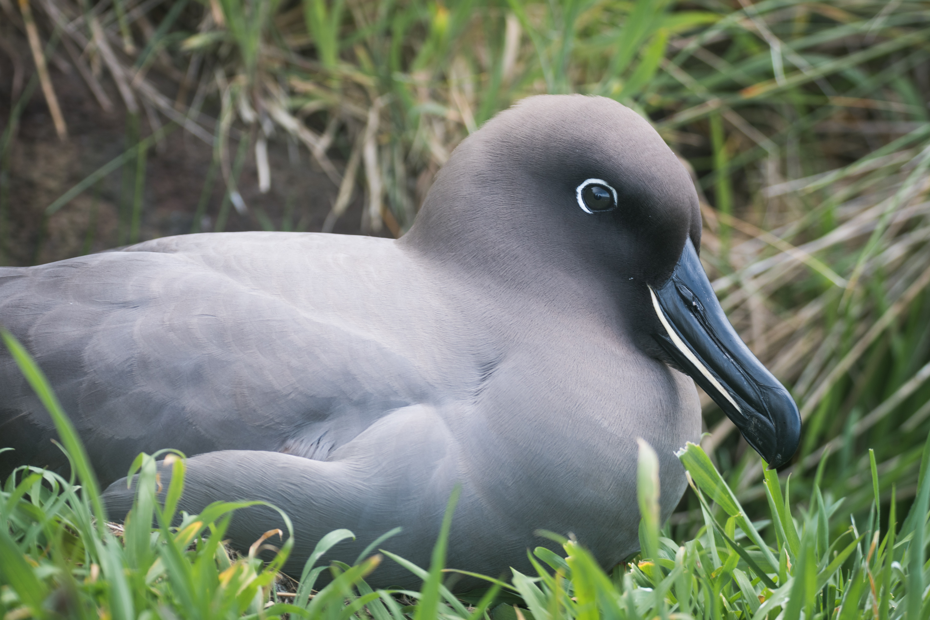 Albatros fuligineu à dos sombre